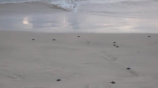 A Baby Sea Turle Crawling to the Ocean