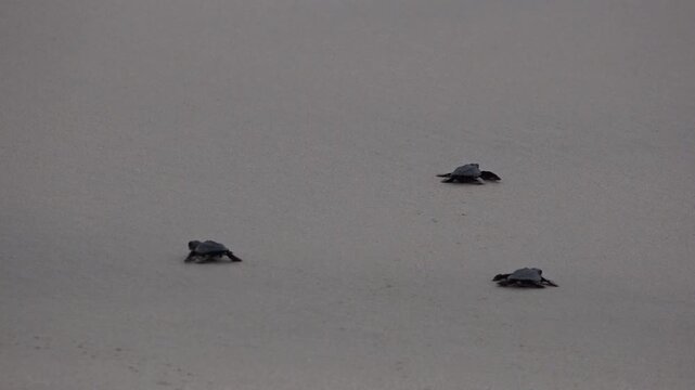 A Group of Baby Sea Turle Crawling to the Ocean