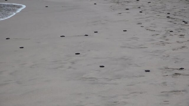 A Baby Sea Turle Crawling to the Ocean