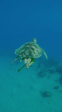 Vertical footage, Following a Sea Turtle swimming in the turquoise water on a sunny day, Back vieew, Slow motion of a Great Green Sea Turtle, Chelonia mydas swims in the Ocean
