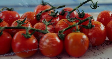 Fototapeta premium Showing cluster ripe cherry tomatoes on vine on light counter, green stems, water drops, overlay