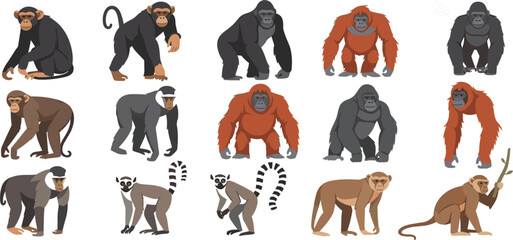 Primate Animal Cartoon Collection with Gorilla Chimpanzee Orangutan Baboon and Lemur Characters for Wildlife Education, Zoo Design, Safari Illustration, and Kids Learning © Selim Studio