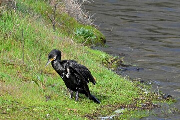 Fototapeta premium Wild cormorant by the shore of a lake in a natural environment