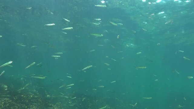 Small fish swimming in the water column; the planktivorous species Atherina pontica in the Black Sea.