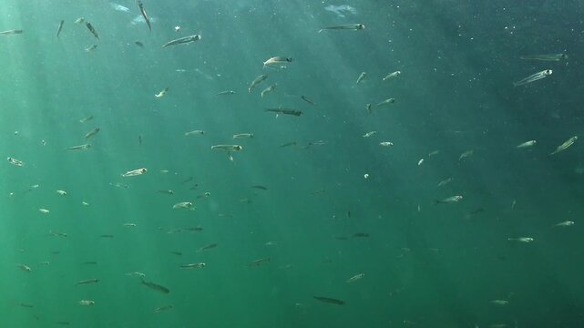 Small fish swimming in the water column; the planktivorous species Atherina pontica in the Black Sea.