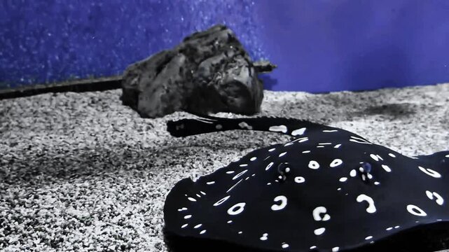 A striking black stingray with white spots swims on the sandy bottom, against the backdrop of a blue aquarium.