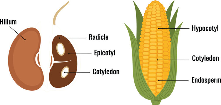 Seed and Corn Anatomy Diagram with Labeled Plant Structure Including Cotyledon, Radicle, Hypocotyl, and Endosperm for Biology Education and Agricultural Science Design