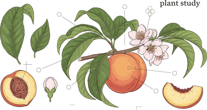 Peach plant botanical study with fruit blossom leaves and sliced peach scientific nature vector illustration