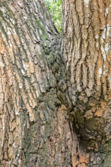 Obraz premium Joined trunks display contrasting bark tones and natural growth. Dual stem junction reveals layered woodland texture and moss. Arboreal connection detail featuring organic structure and age.