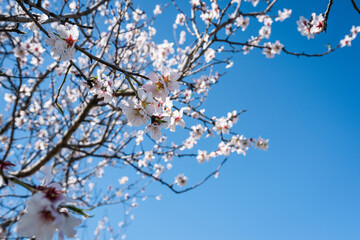 Fototapeta premium White spring blossoms blooming on almond trees under the bright blue sky
