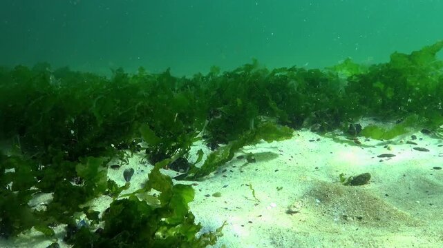 Black Sea macrophytes: large edible green algae Ulva lactuca growing on coastal stones at shallow depth in clear brackish water.