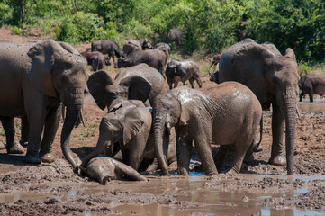 African elephant herd with calves bathing in mud at waterhole in Hluhluwe–iMfolozi Park, South Africa © Andrew