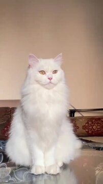 Beautiful white cat with long hair and orange eyes
