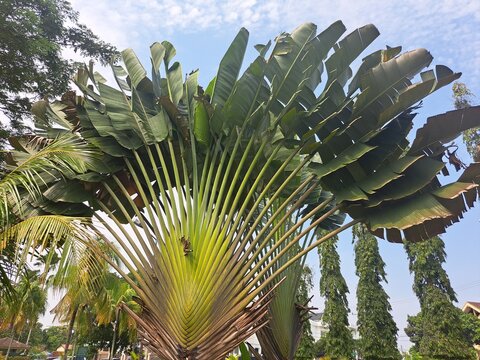 Stunning Traveler's Palm Tree (Ravenala Madagascariensis) in Tropical Garden under Blue Sky