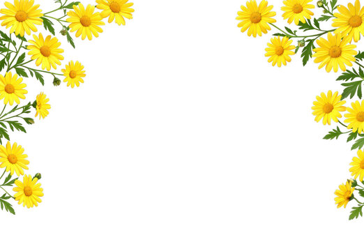 PNG Yellow daisies frame white background.