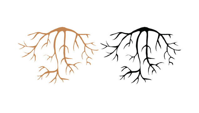 Tree root system botanical illustration underground plant roots vector artwork design for nature ecology graphics