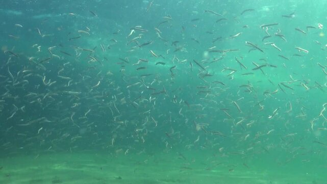 Large school of small fish Mediterranean sand eel Gymnammodytes cicerelus,  that can hide in the sand, Black Sea.