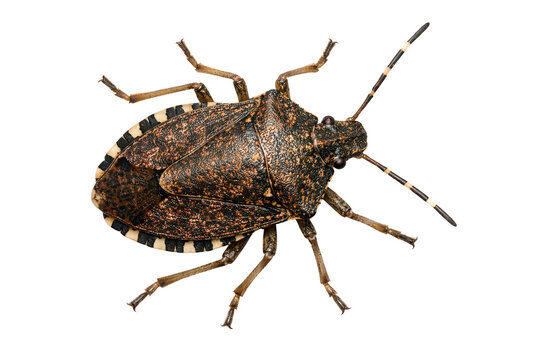 Close-up studio shot of a brown marmorated stink bug with distinctive mottled patterns and striped antennae, isolated on a clean white background, perfect for pest control, entomology