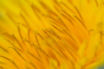 Vibrant Macro Shot of Golden Dandelion , Taraxacum officinale Flower Petals and Anthers, Illuminating Natural Details and Textures © Henk