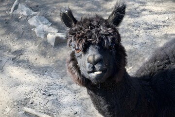 Fototapeta premium Portrait of a fluffy black alpaca with a funny expression and focused gaze, showing detailed wool texture and brown eyes.