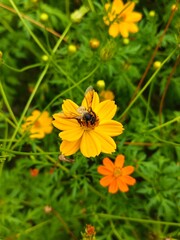 Fototapeta premium Top-down view of a bee pollinating a bright yellow cosmos flower, surrounded by green stems and foliage in a garden.