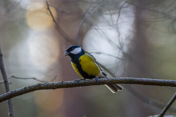 Sikorka bogatka, zwyczajna © Grzegorz