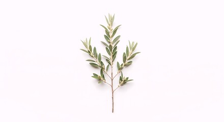 Fototapeta premium A single branch with light green leaves on a clean white background, viewed from above.