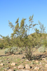 Fototapeta premium Blooming with yellow flowers Creosote Bush (Larrea tridentata) in its natural desert habitat in North Mountain Park desert preserve on a warm morning, Phoenix, Arizona