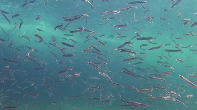 Large school of small fish Mediterranean sand eel Gymnammodytes cicerelus,  that can hide in the sand, Black Sea.