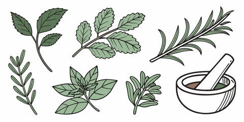 a collection of herbs and a mortar and pestle Vector © Rabbi