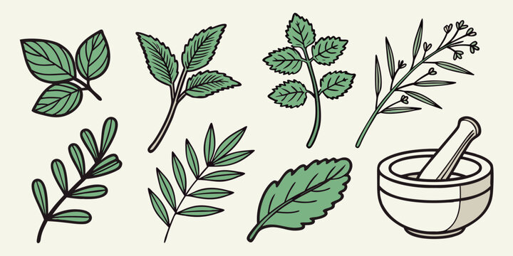herbs and mortar for natural remedies Vector