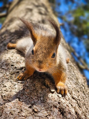 Obraz premium Funny Red squirrel perches alert on rough tree bark