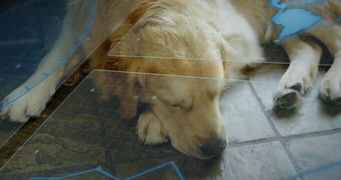 Camera centering blue overlay shifting dog settling head on paw on tiles showing pads for health