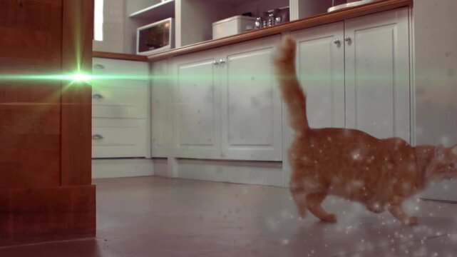 Vertical video: Dropping ginger cat landing, pawing sparkles on kitchen floor, following green beam