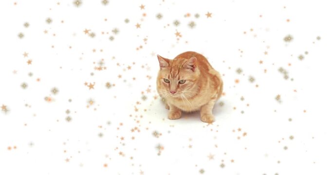 Orange tabby cat sitting white backdrop tracking off-frame cue stars drifting tail extending ads