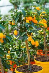 Potted Nagami kumquat tree, Citrus japonica with small orange fruits growing in nursery garden center. Decorative citrus plant cultivated for indoor gardening, greenhouse and ornamental horticulture.