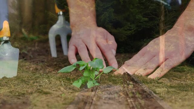 Gardener hands reaching down planting seedling, pressing soil, forest overlay fading for education