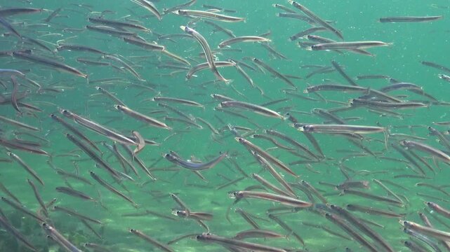Large school of small fish Mediterranean sand eel Gymnammodytes cicerelus,  that can hide in the sand, Black Sea.