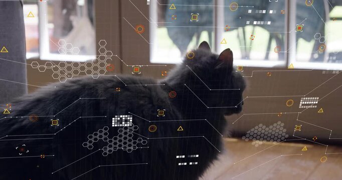 Longhair gray cat reacting to outdoor motion, tilting head and meowing while HUD graphics scrolling