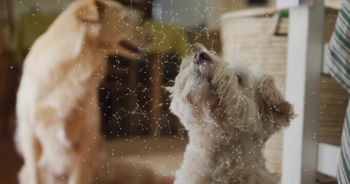 Two dogs tilting heads and tracking off-frame stimulus at home, tech overlay hovering over dogs