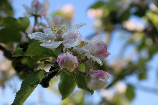 Rosa Bl&uuml;ten am Apfelbaum im Detail