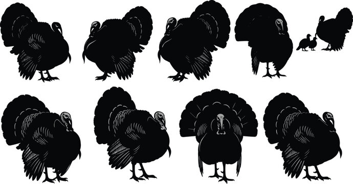 Set of Wild Turkey Silhouettes Featuring Tom Turkeys with Fanned Tail Feathers and Various Poses Isolated on White Background for Thanksgiving and Nature Design Projects