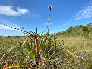 Flor de Inirida (Guacamaya superba, Rapateaceae) blooming in white sand savanna, Inirida, Guainia, Colombia. Endemic everlasting flower; symbol of COP16 biodiversity summit.