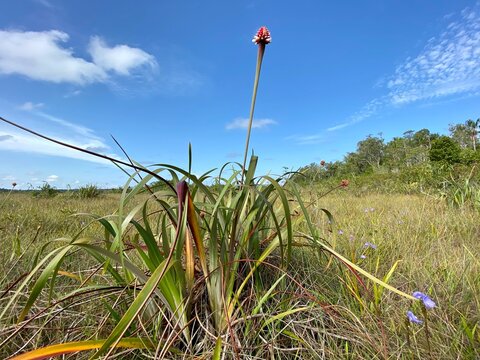Flor de Inirida (Guacamaya superba, Rapateaceae) blooming in white sand savanna, Inirida, Guainia, Colombia. Endemic everlasting flower; symbol of COP16 biodiversity summit.