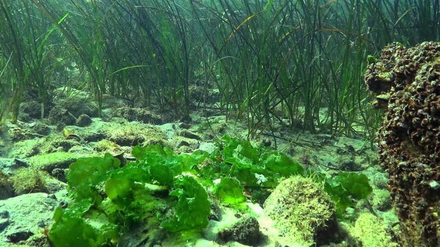 Black Sea macrophytic algae: large edible green algae Ulva lactuca growing in shallow coastal waters near seagrass meadows of Zostera marina.