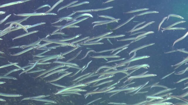 Large school of small fish Mediterranean sand eel Gymnammodytes cicerelus,  that can hide in the sand, Black Sea.