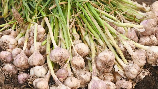 Close-up of fresh garlic plants in a vegetable garden.