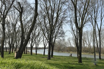 Tranquil river landscape in early spring with bare trees on the riverbank, peaceful nature scenery under bright daylight. © Ivan