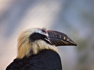 eyelashes hornbill © Przemyslaw Klimczak