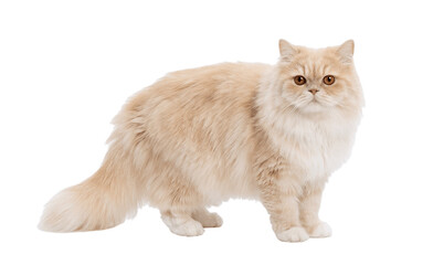 Fototapeta premium british shorthair cat isolated on white